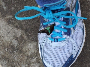 butterfly attracted to Ann's shoelace
