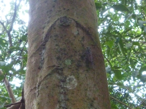 camouflaged cicada on tree