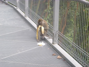 uh oh...someone didn't pay attention to the sign...monkey eating the banana peel